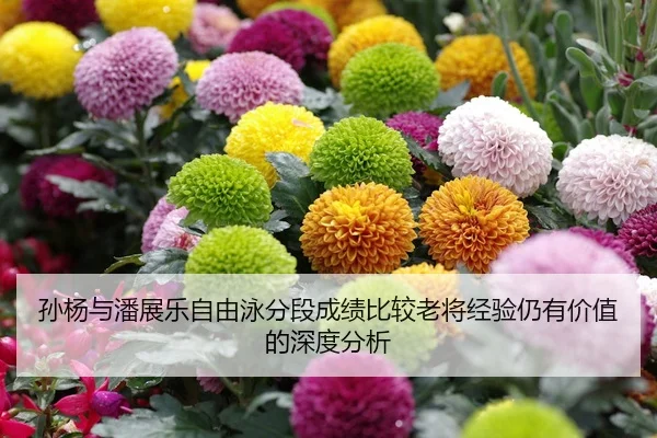 孙杨与潘展乐自由泳分段成绩比较老将经验仍有价值的深度分析